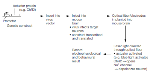 456_Optogenetic protocols.png